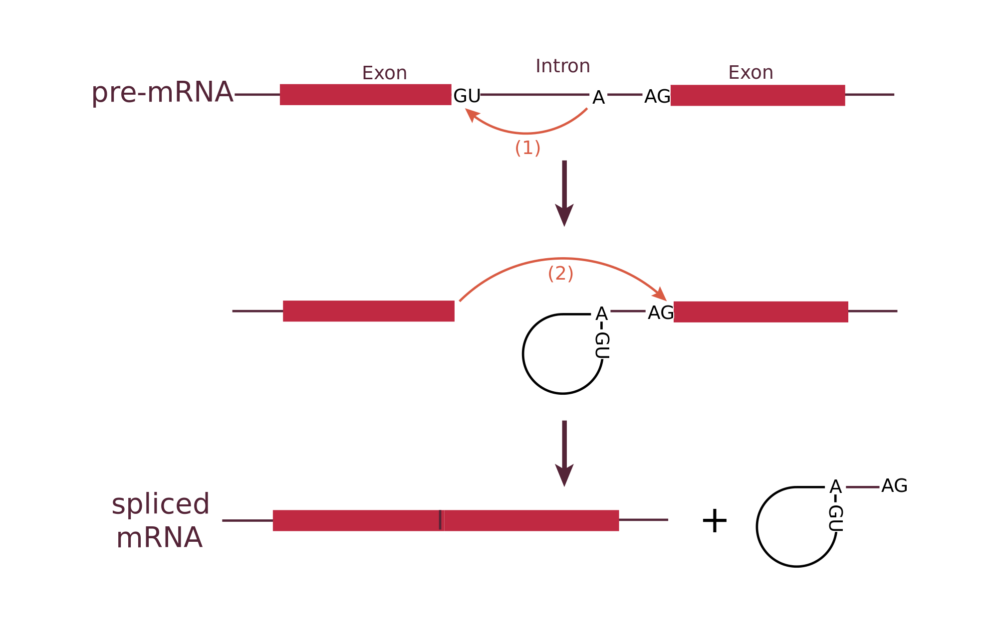 Splicosome