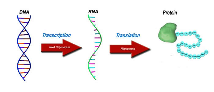 Central Dogma