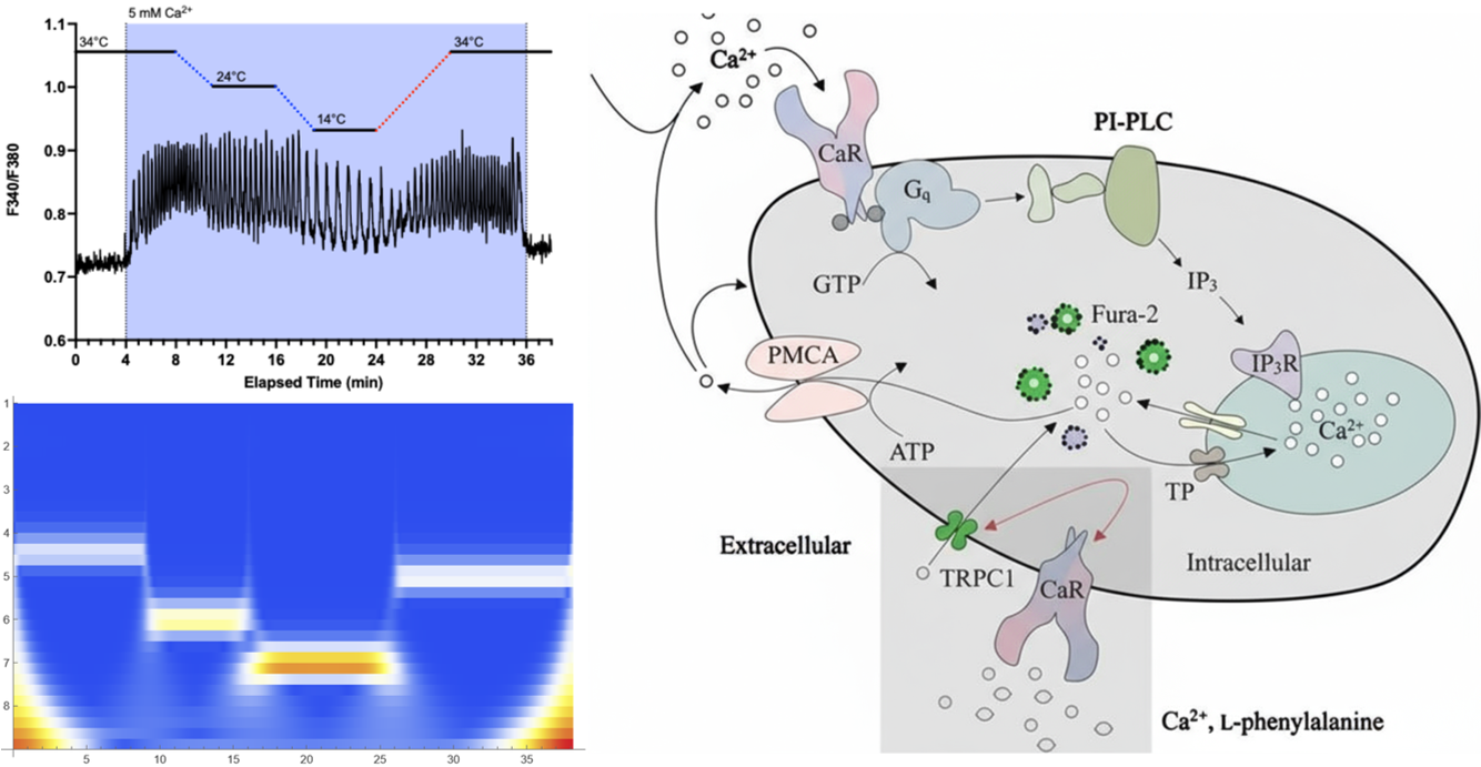 Temperature sensing by the calcium-sensing receptor