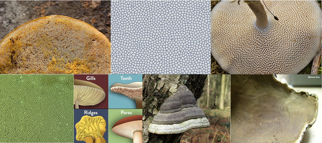 ٍSome mushroom photos and Voronoi mesh of their detected pores. Exploring fungi pores pattern and comparing with some known distributions