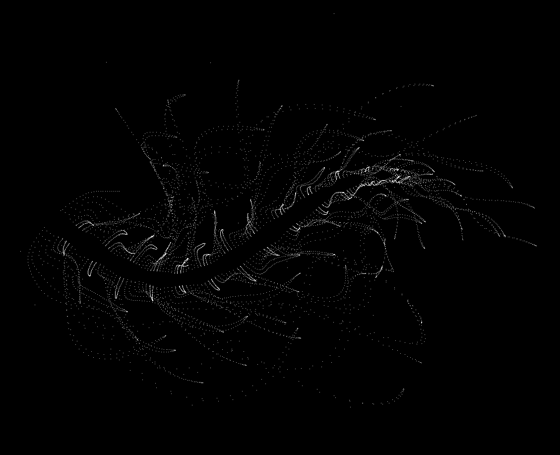 Shape vs. motion, Gestalt and Point light walkers: translating from P5.JS processing to Wolfram