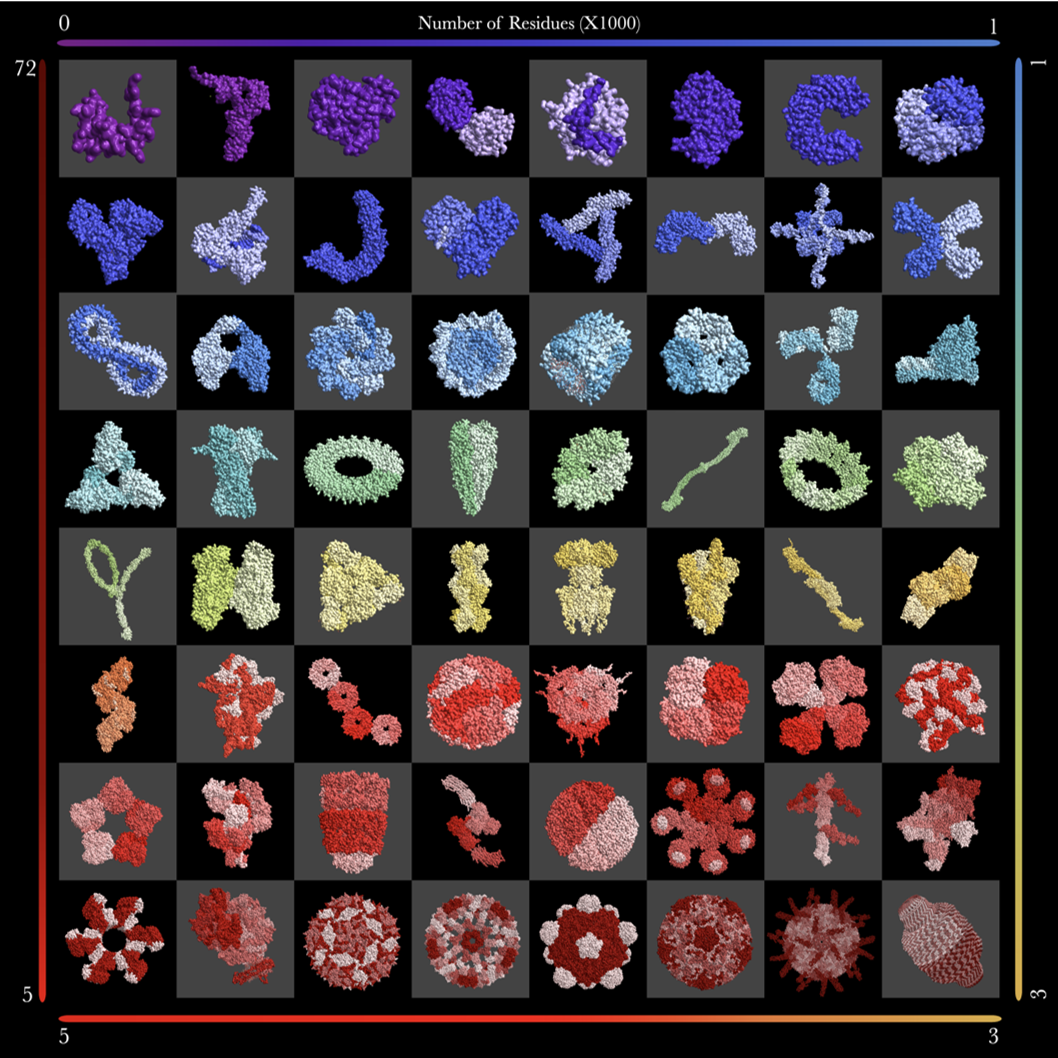 Shapes of Life: a BioArt Award-winning visualization of protein structures