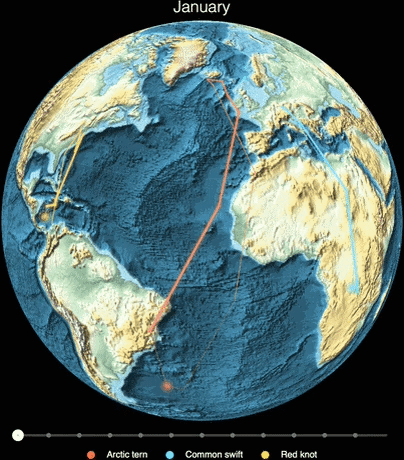 Bird migration paths: seasonal maps and population centroids from massive eBird datasets
