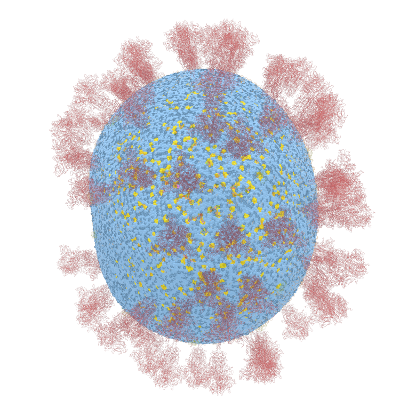 COVID-19 3d model