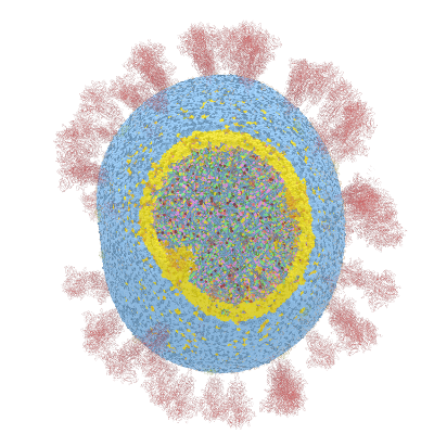 COVID-19 3d inner layers