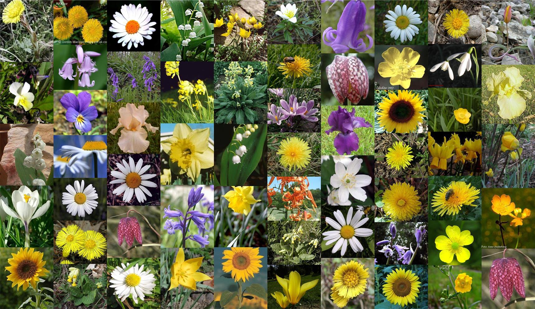 Image Collage of flower data set