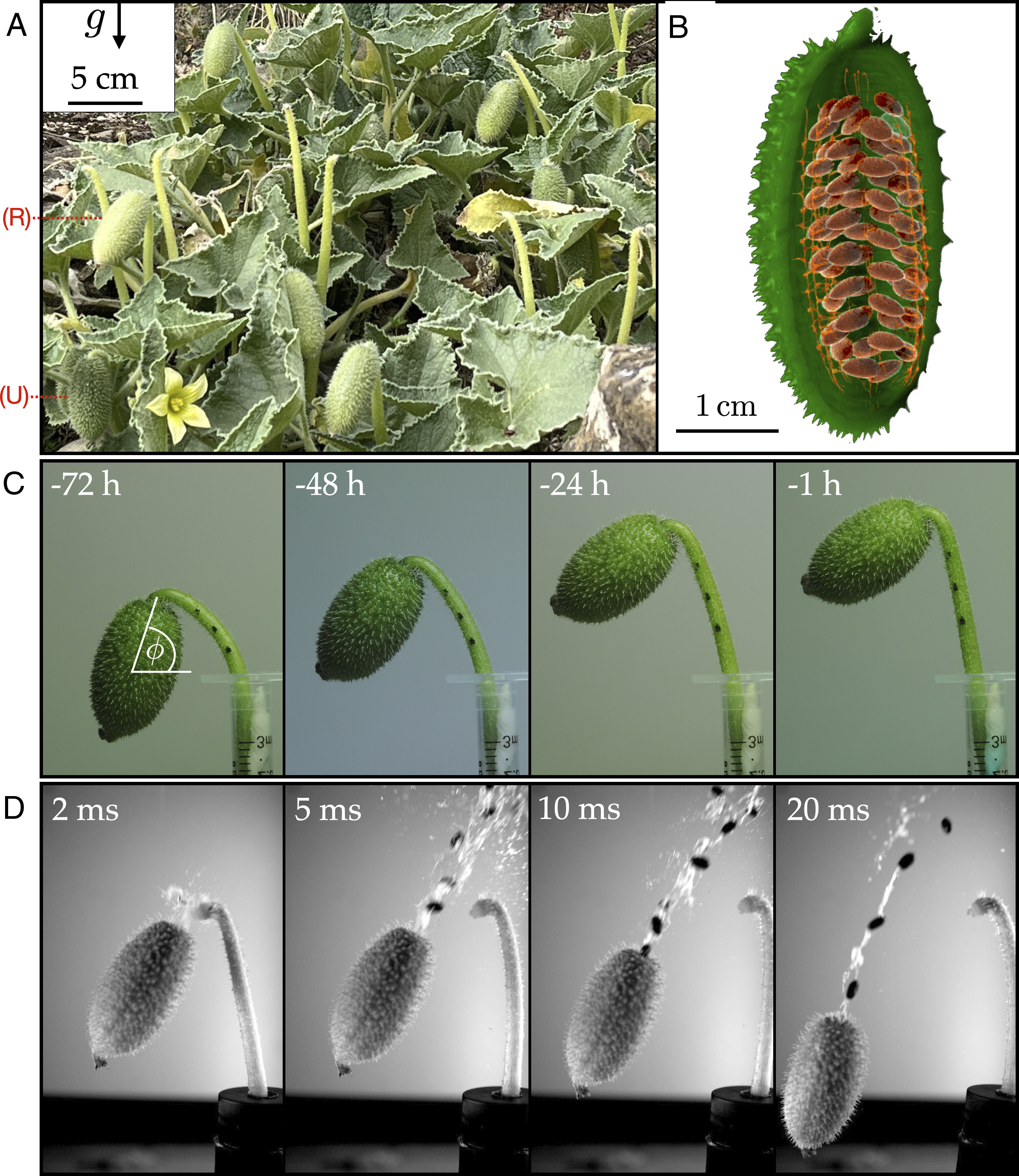 Uncovering the mechanical secrets of the squirting cucumber