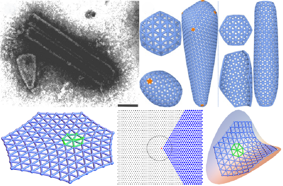 General solution for elastic networks on arbitrary curved surfaces in the absence of rotational symmetry