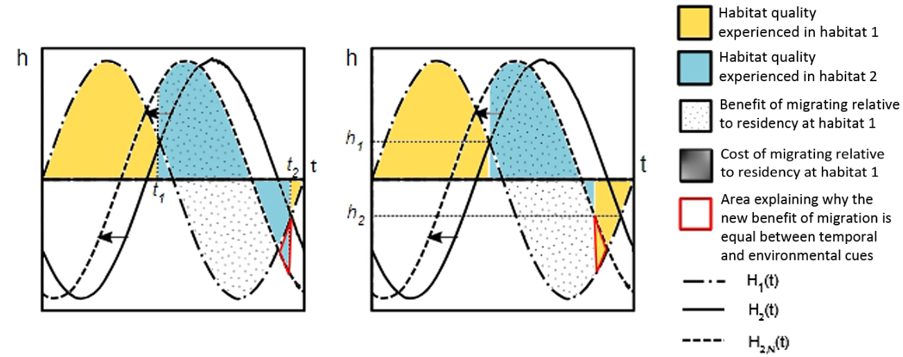 Graphical explanation of equal efficacy of temporal and environmental cues. Strength of seasonality and type of migratory cue determine the fitness consequences of changing phenology for migratory animals