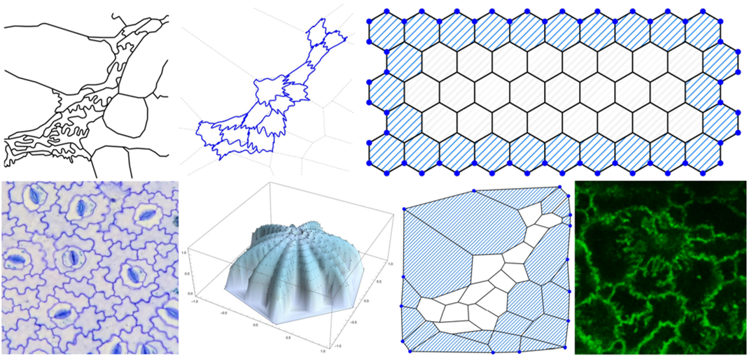 A two-dimensional vertex model for curvy cell-cell interfaces at the subcellular scale