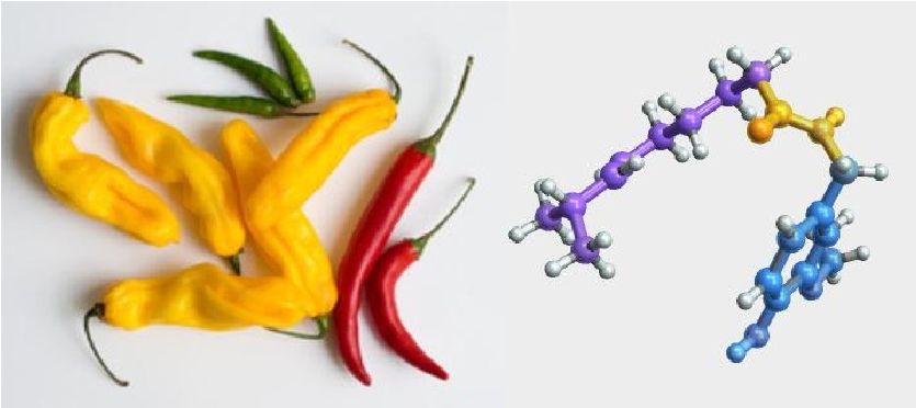 Peppers and the heat of the nightshade: capsaicin chemistry, SHU scaling, and Solanaceae taxonomy