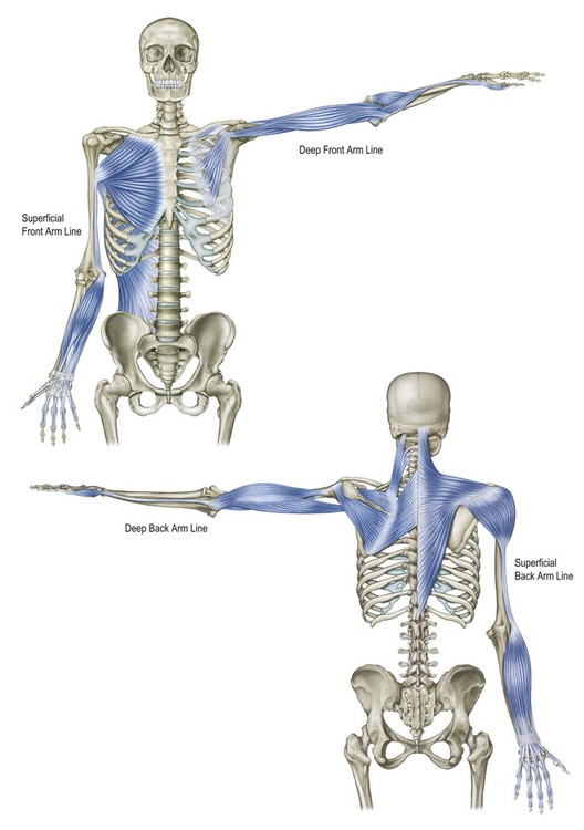 The superficial and deep arm lines