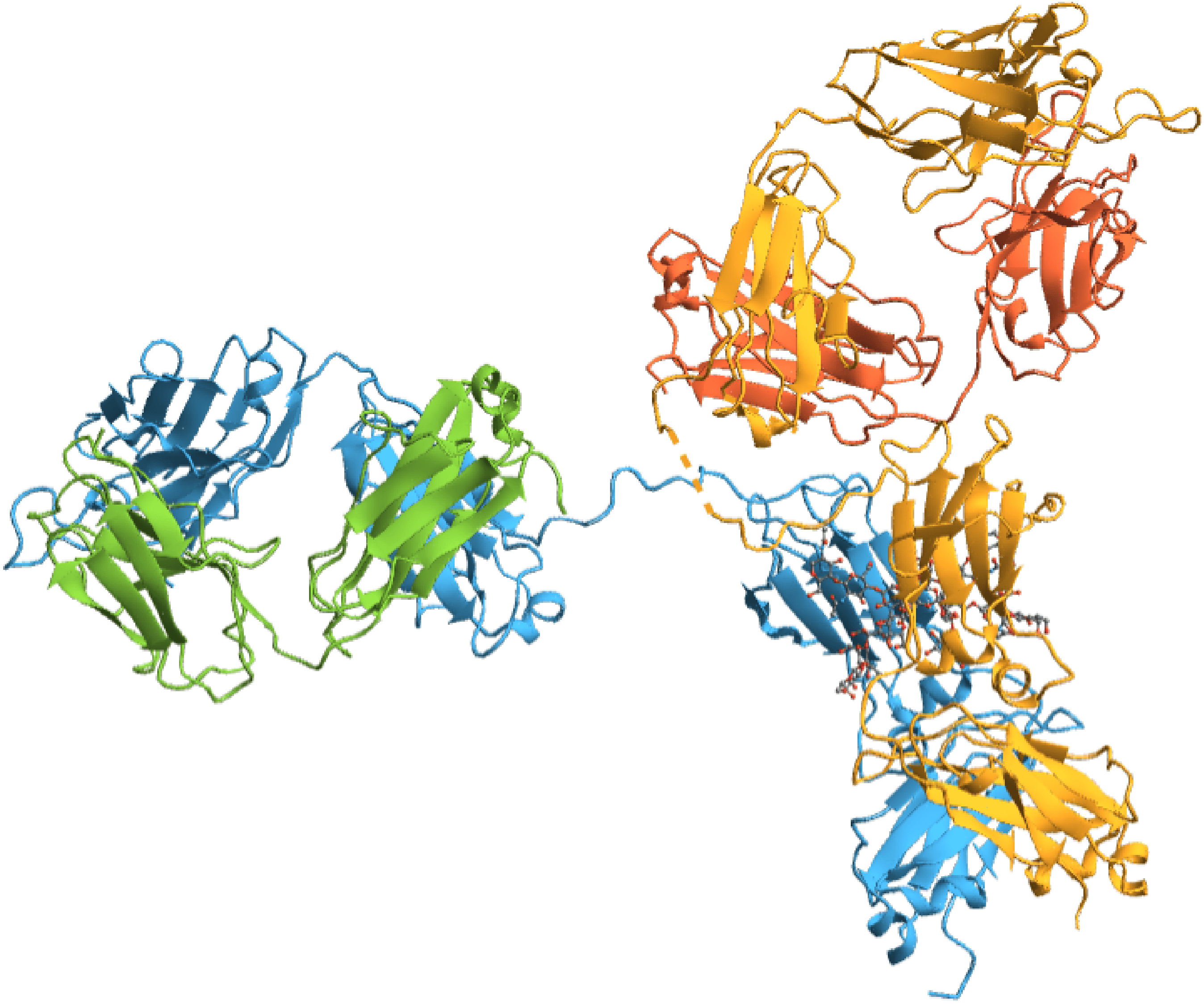 Modeling immune tolerance: simulating antibody selection and autoimmune disease