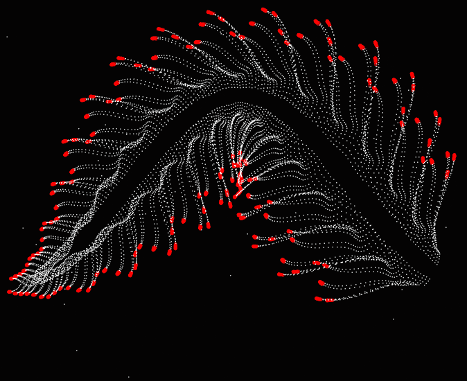 Red hair tips electric eel in fast and slow motion: translating from P5.JS processing to Wolfram