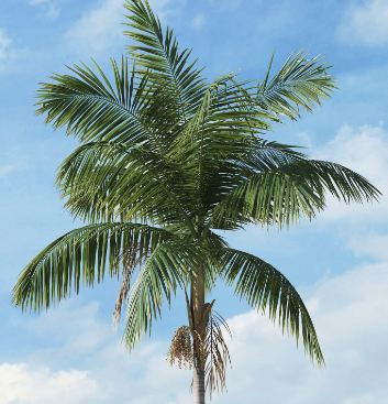 imageOfPalmTree