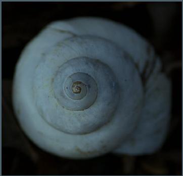 Shell of a snail