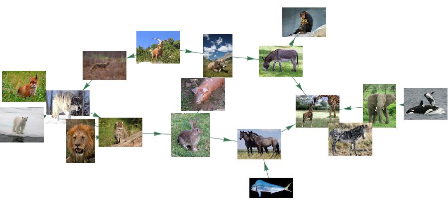 Animals Graph