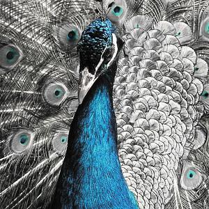 blue peacock