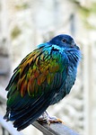 nicobar pigeon